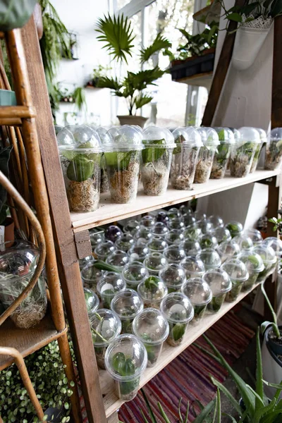 Ahşap bir rafta çeşitli yayılma yöntemleri sergilenen sayısız bitki, şeffaf plastik bardaklarda sergilenir.