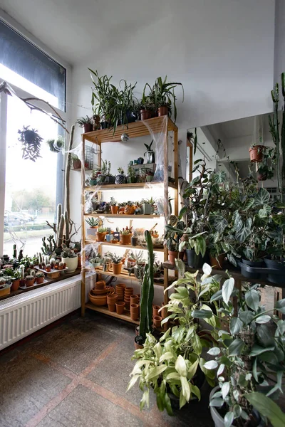 Parlak, davetkar bir mağazada raflarda ve pencere pervazlarında çeşitli saksı bitkileri sergileniyor
