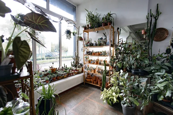 Parlak ve havadar bir fabrikada çeşitli yeşillik ve saksı bitkileri sergilenerek sakin bir atmosfer yaratılıyor.