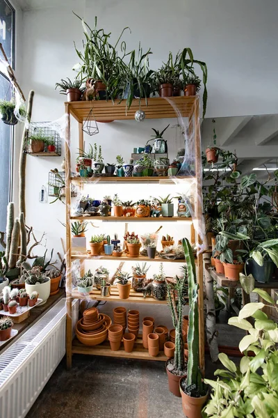 Parlak, davetkar bir dükkan ortamında ahşap raflarda çeşitli saksı bitkileri sergileniyor.