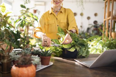 Bir kadın, diğer bitkilerle çevrili bir ev bitkisini makasla buduyor ve ahşap bir masada dizüstü bilgisayar kullanıyor.