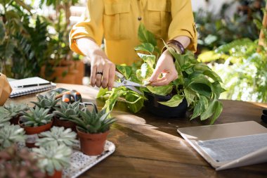 Bir kadın, ahşap bir masa üzerindeki diğer bitki ve sularla çevrili bir saz bitkisini makasla buduyor.