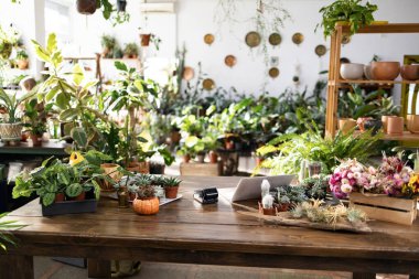 Dükkan yemyeşil, bitkileri sevenler için canlı ve davetkar bir ortam yaratıyor.