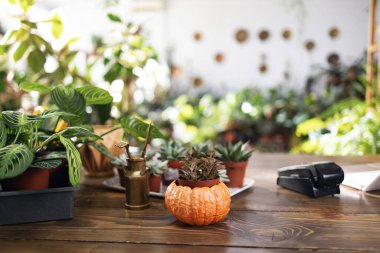 Bu davet sahnesinde lezzetli bitkiler ve bir maranta da dahil olmak üzere ahşap bir masa üzerinde çeşitli bitkiler var.