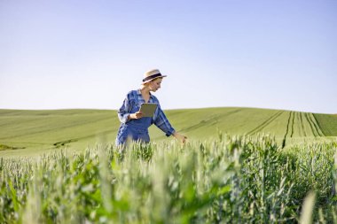 Tulumlu ve hasır şapkalı bir kadın açık mavi gökyüzünün altında yemyeşil buğday tarlasının büyümesini izlemek için tablet kullanıyor.