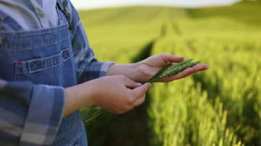 Kot pantolonlu bir adam elinde yeşil buğday sapları tutuyor ve onları tarlada inceliyor.