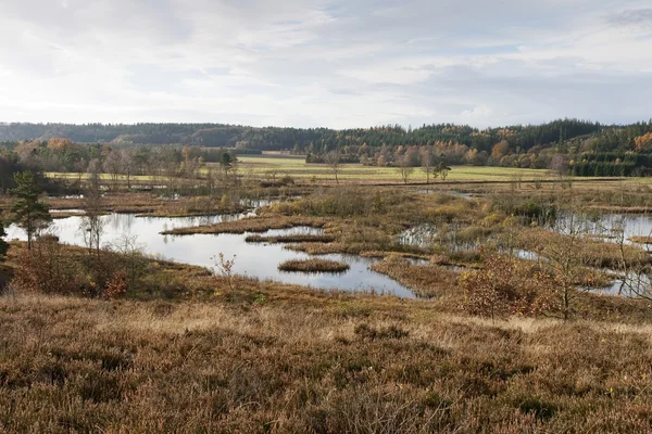 Autumn in the Moor — Stock Photo, Image