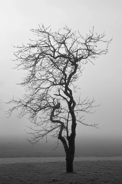 Small Tree in the Fog — Stock Photo, Image