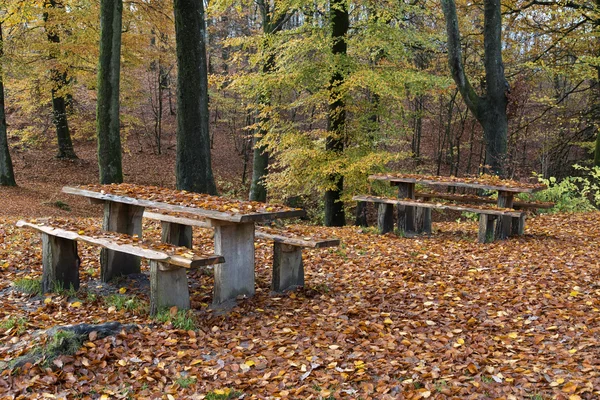 Hojas de otoño en el bosque —  Fotos de Stock