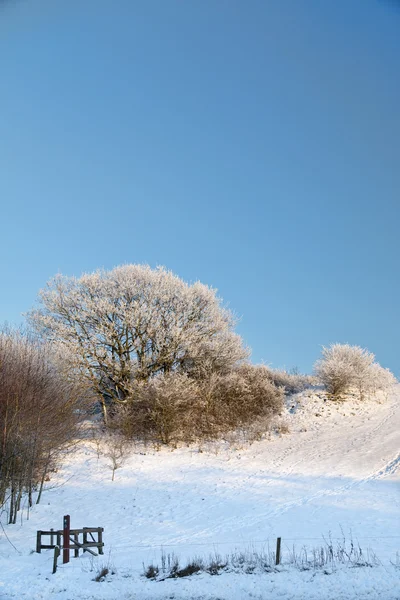 Frostige Bäume an einem Wintertag — Stockfoto