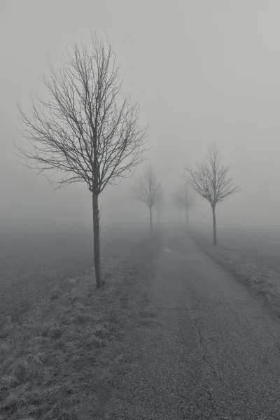 Trees in the Fog — Stock Photo, Image