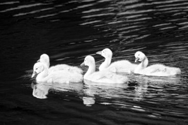Cygnets bir gölde 