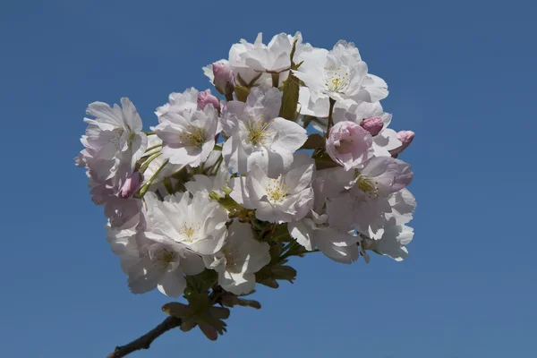 Flores de cerezo contra el cielo azul —  Fotos de Stock