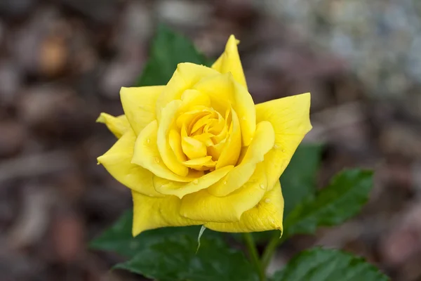 Yellow Rose With Rain Drops — Stock Photo, Image