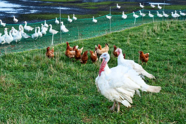 Bir tarlada hindiler, tavuklar ve ördekler
