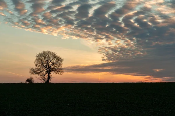 Arbre Solitaire Coucher Soleil Automne — Photo