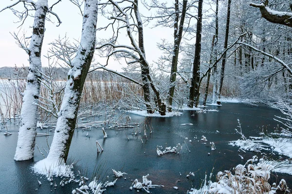 Bomen Een Bevroren Meer Schot Uit Een Meer Bij Silkeborg — Stockfoto