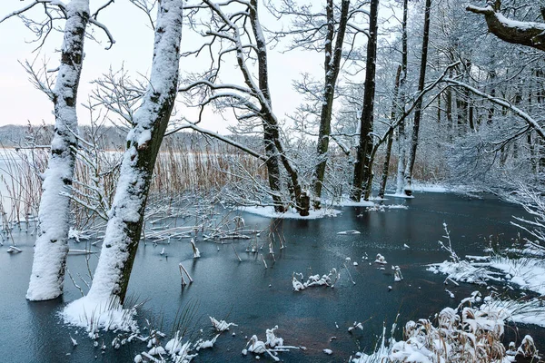 Bäume Einem Gefrorenen See Schuss Aus Einem See Der Nähe Stockbild