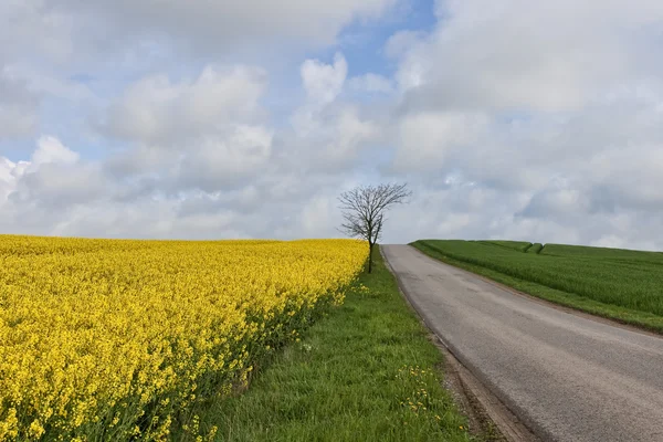 Rape Field at a Small Road — Stock Photo, Image