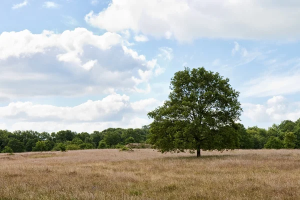 Árvore solitária no campo — Fotografia de Stock