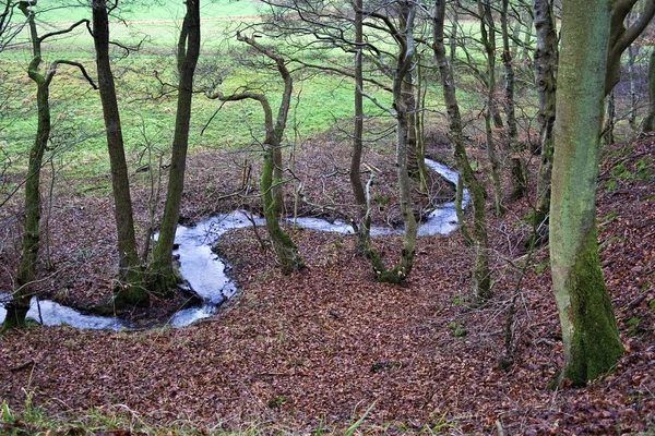 Beekje in het bos — Stockfoto