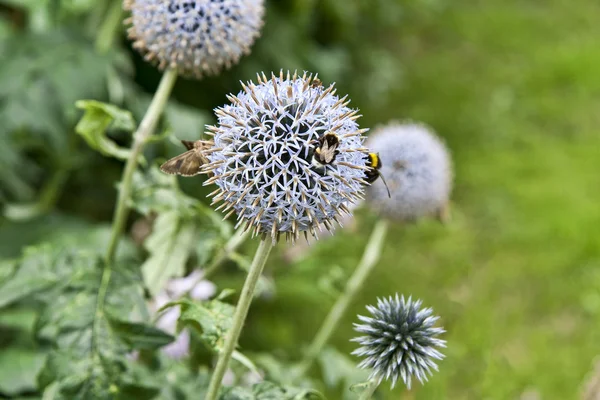 Bumblebees on a Flower — Stock Photo, Image