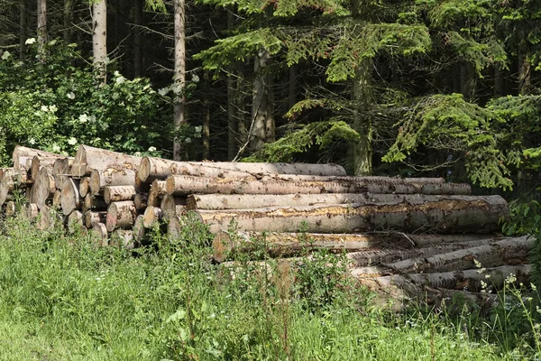 Troncos en el bosque —  Fotos de Stock