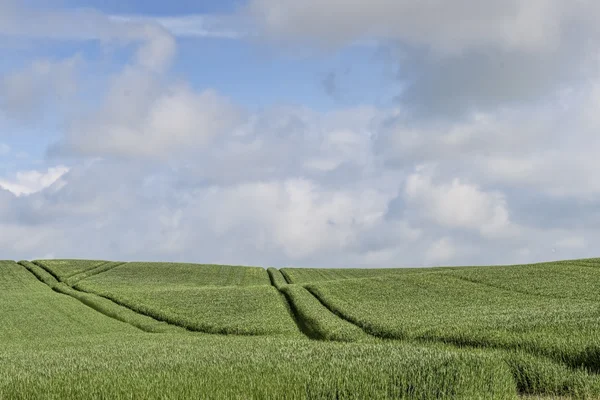 Tracks in the Cornfield — Stock Photo, Image