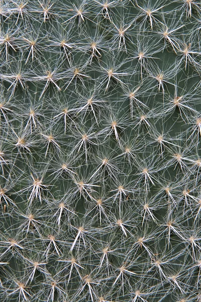 Cactus Leaf — Stock Photo, Image
