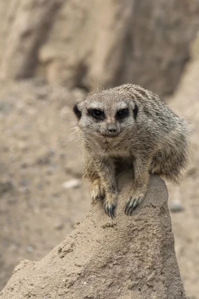 Meerkat. — Fotografia de Stock