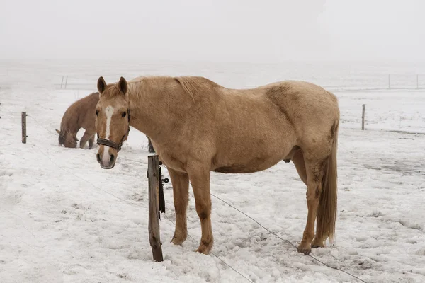 Pferde im Schnee — Stockfoto