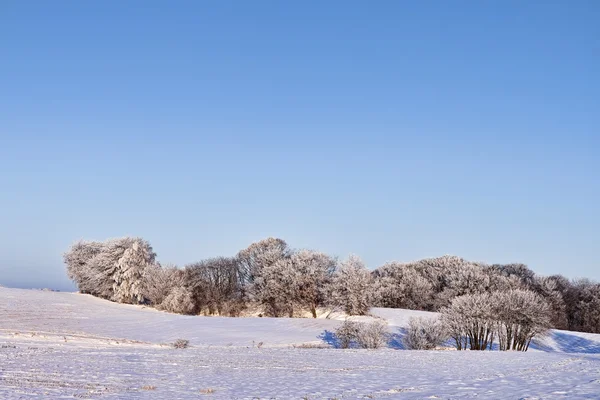 Schnee im Wald — Stockfoto