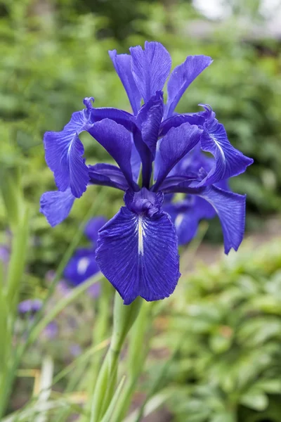 Blue Iris flower — Stock Photo, Image