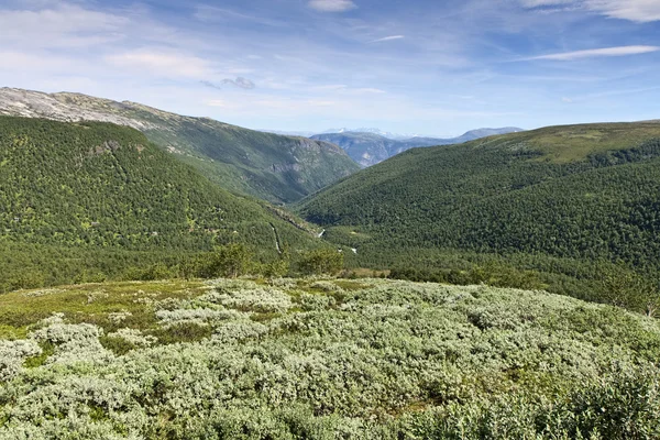 Pădure în munți — Fotografie, imagine de stoc