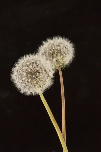 Karahindiba tohum başkanları — Stok fotoğraf