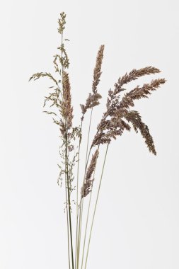 beyaz arkaplanda kuru çimen