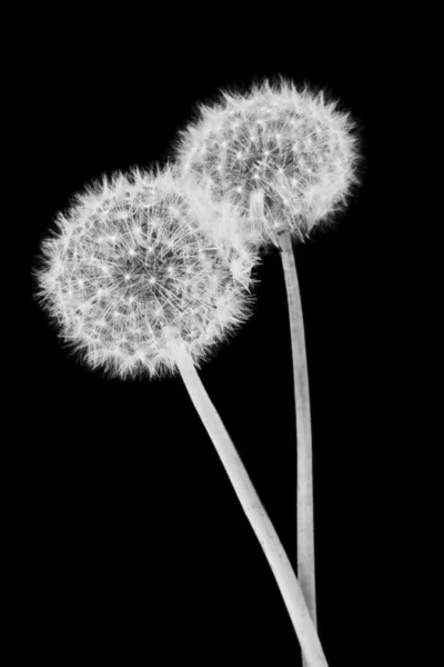 Dandelion Seed Heads — Stock Photo, Image