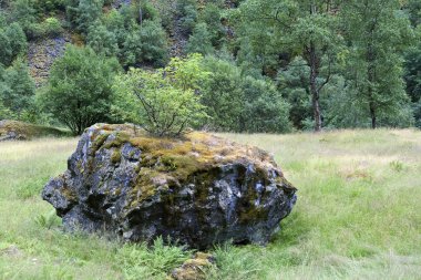 Bush bir kayanın üzerinde