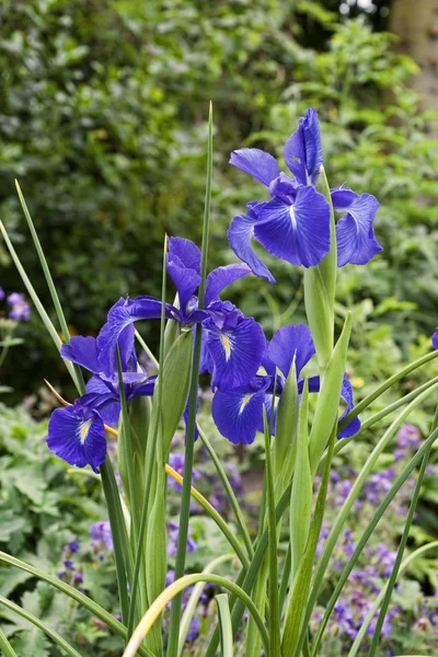 Blue Iris flowers — Stock Photo, Image