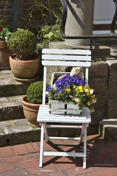 Квіти на стільці — стокове фото