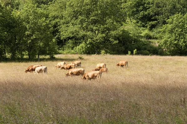 田里的牛 — 图库照片