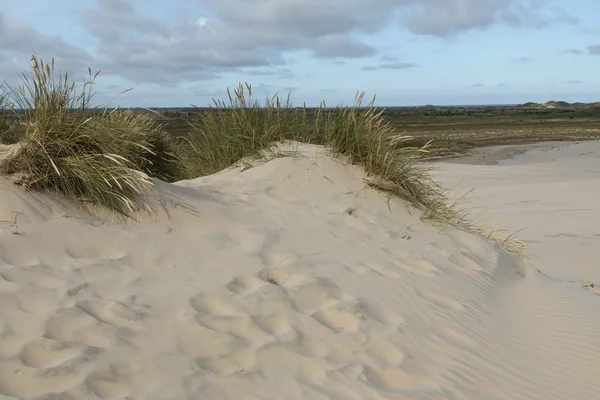 Lyme Grass in the Sand Dune — Stock Photo, Image