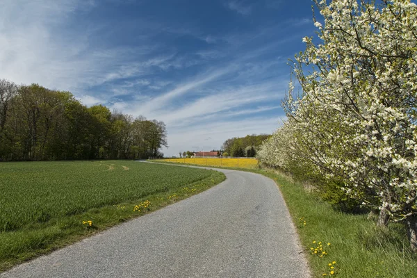 Obstbäume an einer Landstraße — Stockfoto