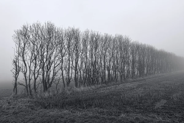 Alberi nella nebbia — Foto Stock