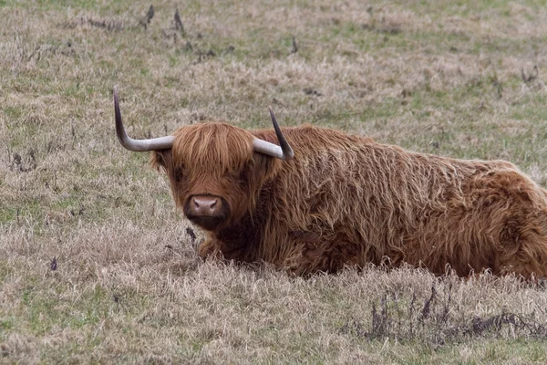 Scottish Highland Cattle — Stockfoto