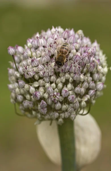 Abeja de miel en flor de puerro — Foto de Stock