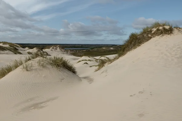 Lyme fű Nordsee — Stock Fotó