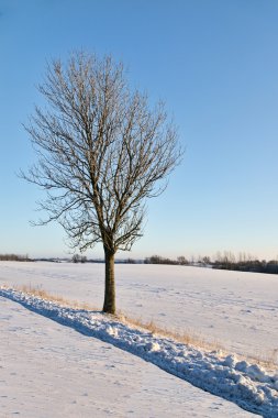 Karda küçük ağaç 