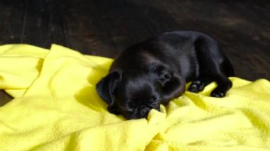 Siyah brabanson köpek yavrusu sarı battaniye arkaplanına bakıyor.