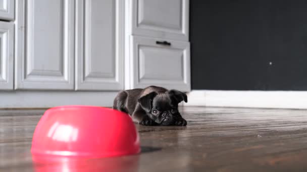 Svart Söt Valp Hund Väntar Mat Nära Röd Skål Köket — Stockvideo